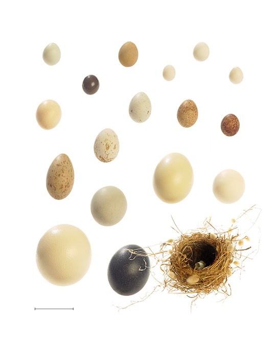 An assortment of bird eggs at proper scale