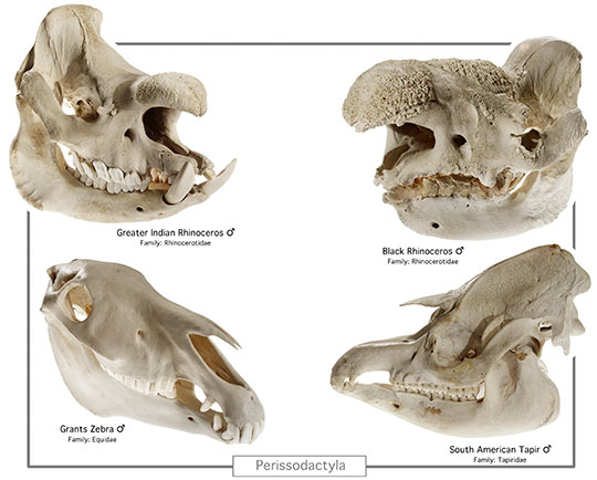 Detail from a poster of mammal skulls created for the San Francisco Zoo