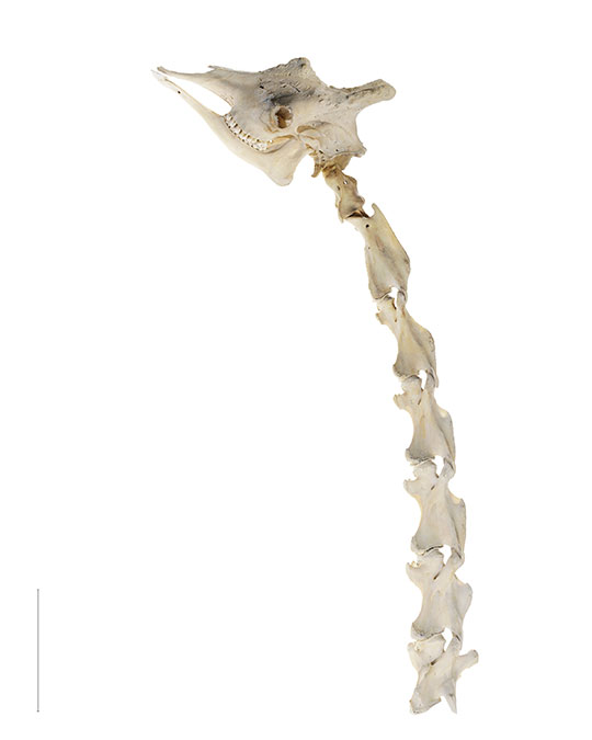 Reticulated Giraffe head and neck skeleton