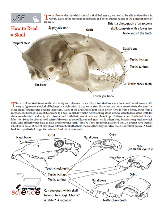 Supermarket Science Page - Read a Skull