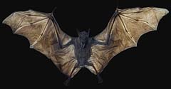 Bat