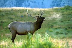 Elk Breath