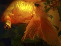 Fish Upside Down