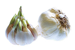 Garlic Heads