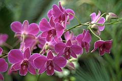 Orchids